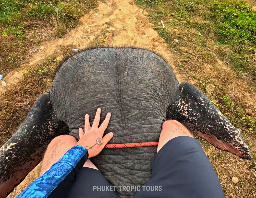 🐘 Elephant Tours in Phuket: A Responsible Guide - photo 1