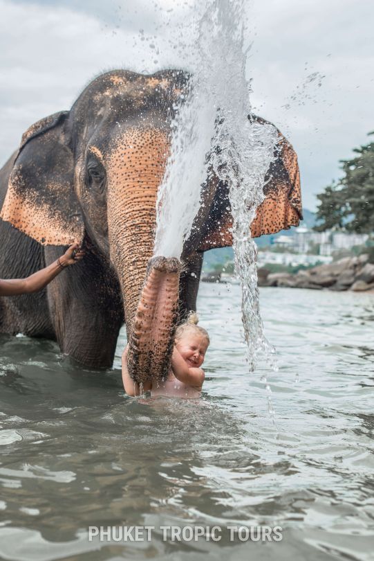 🐘 Elephant Tours in Phuket: A Responsible Guide - photo 3