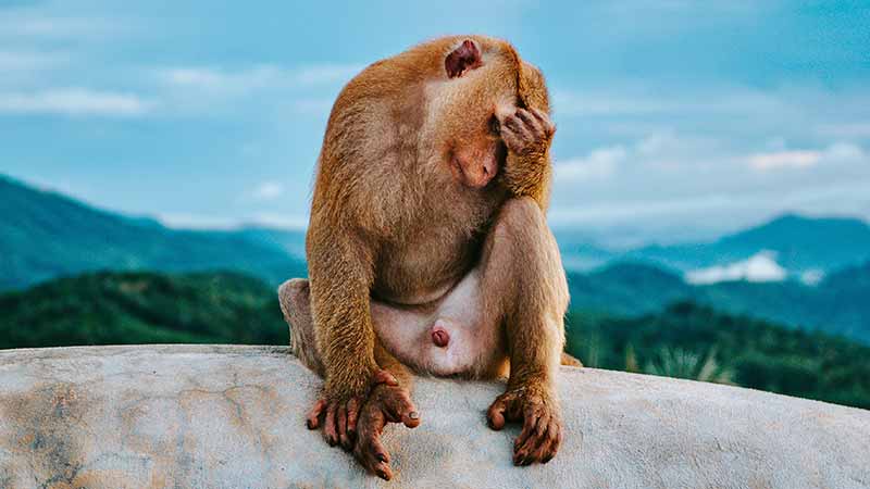 Monkey Hill Viewpoint in Phuket Town