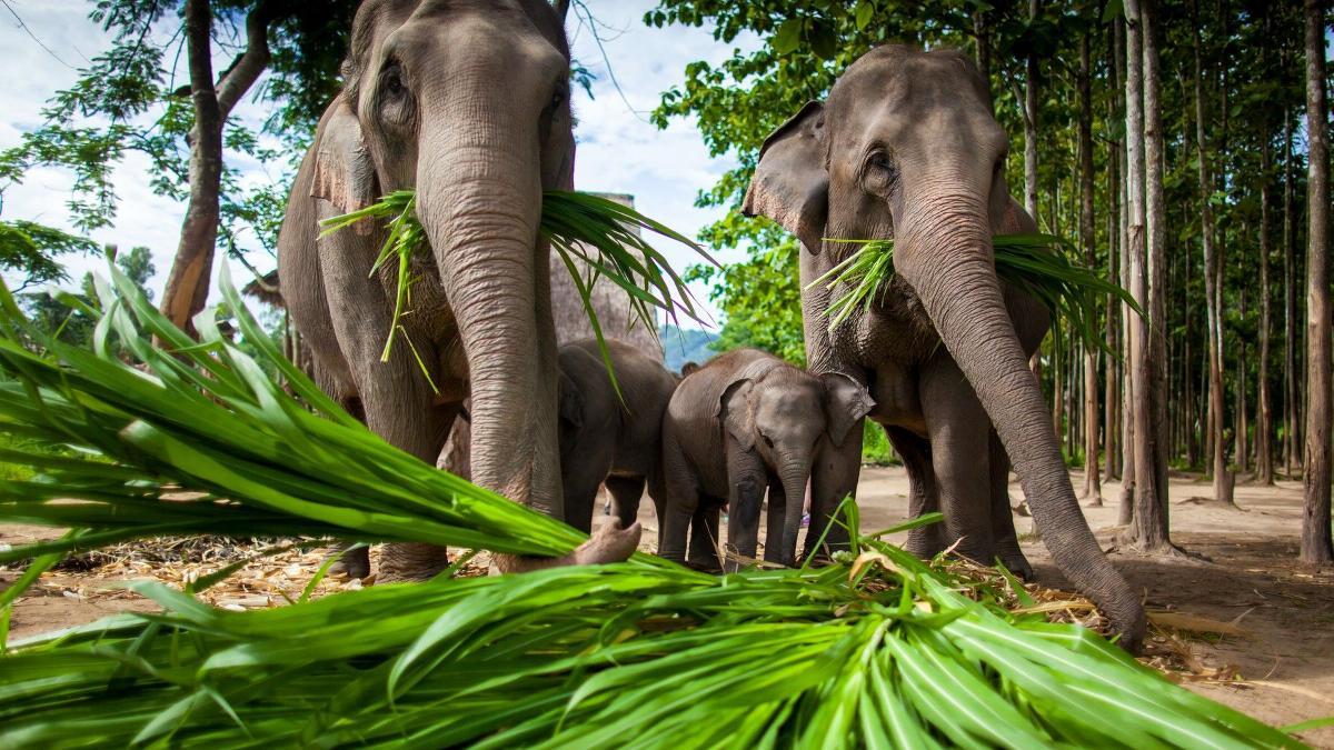 elephant safari in phuket